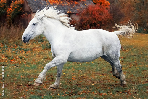 Autumn portrait of galloping big gray horse photo