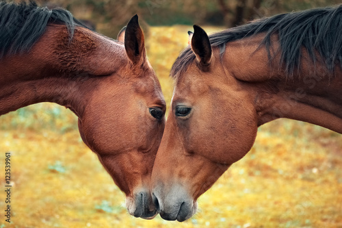 Obraz na płótnie Horse love and tenderness w salonie