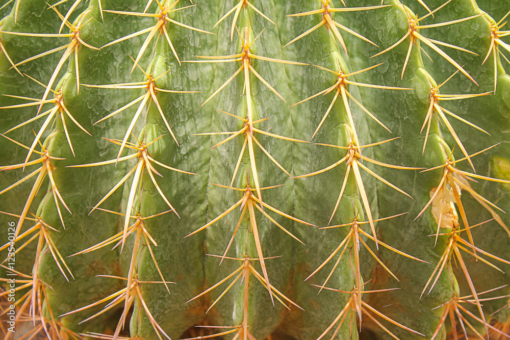The Golden ball cactus, Echinocactus grusonii The Golden ball cactus, Echinocactus grusonii
