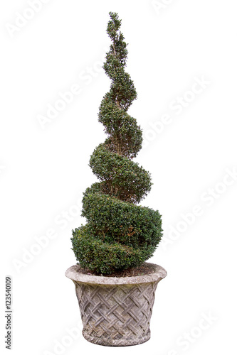 Topiary tree - Box. In very old pot. photo