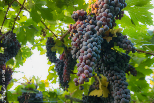 Red grapes in a Italian vineyard - Bardolino. Selective focus. 