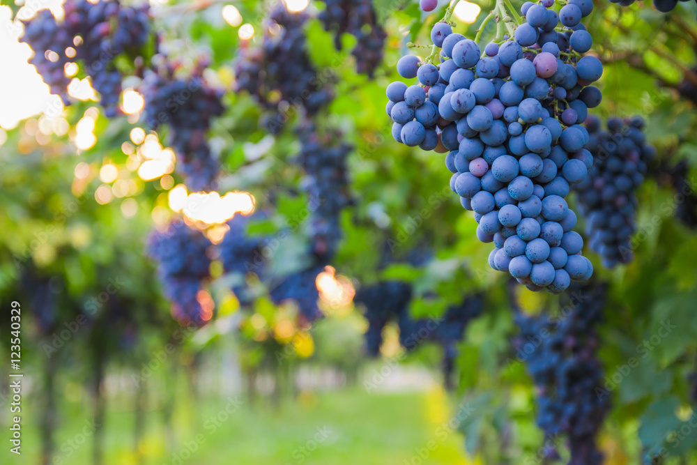 Red grapes in a Italian vineyard - Bardolino. Selective focus.
Red grapes in a Italian vineyard - Bardolino. Selective focus.