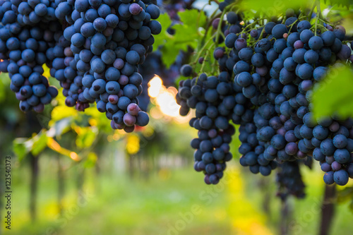 Red grapes in a Italian vineyard - Bardolino. Selective focus.