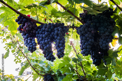 Red grapes in a Italian vineyard - Bardolino. Selective focus.