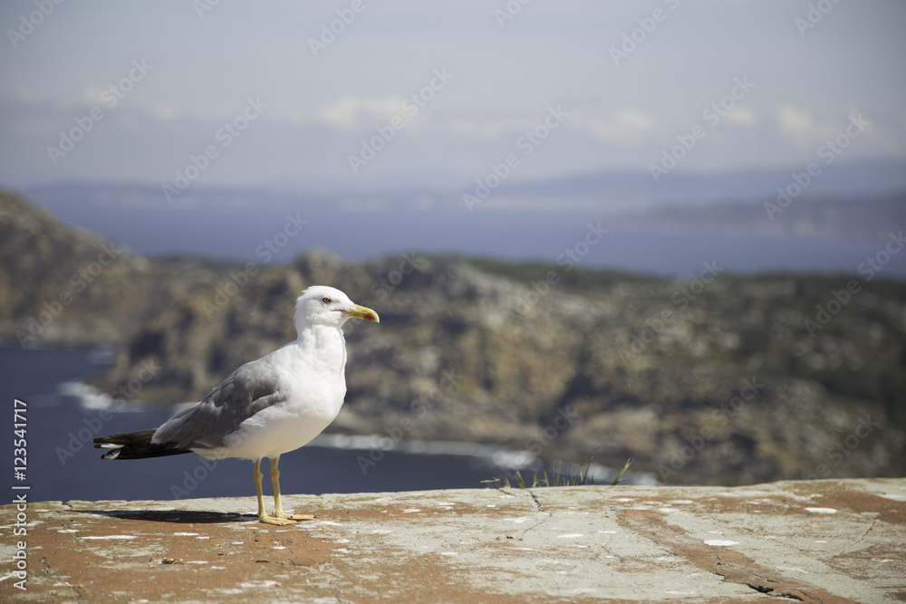 Seagull 3 Seagull 3