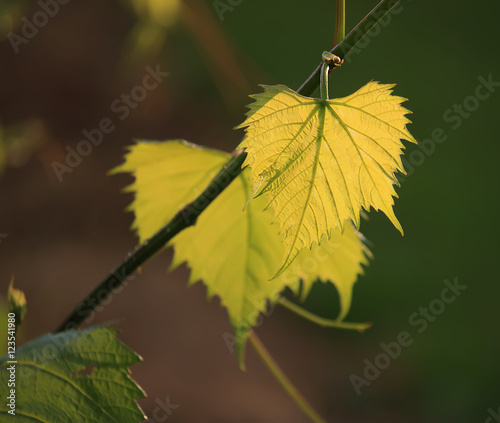 Green vine outdoors