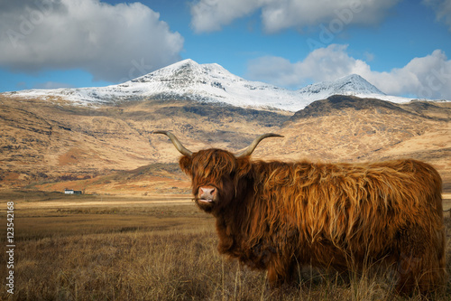Ben More Highland Cow