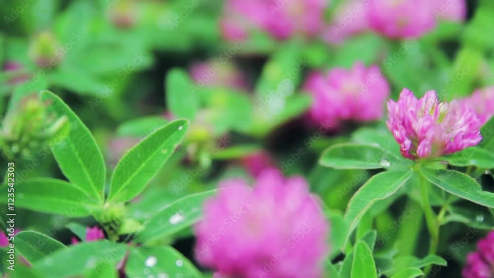 Clover closeup, summer, nature Clover closeup, summer, nature