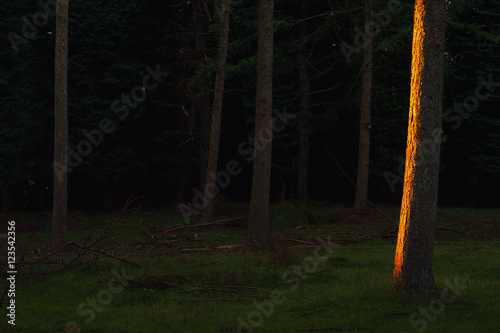 forest with last rays of sun photo