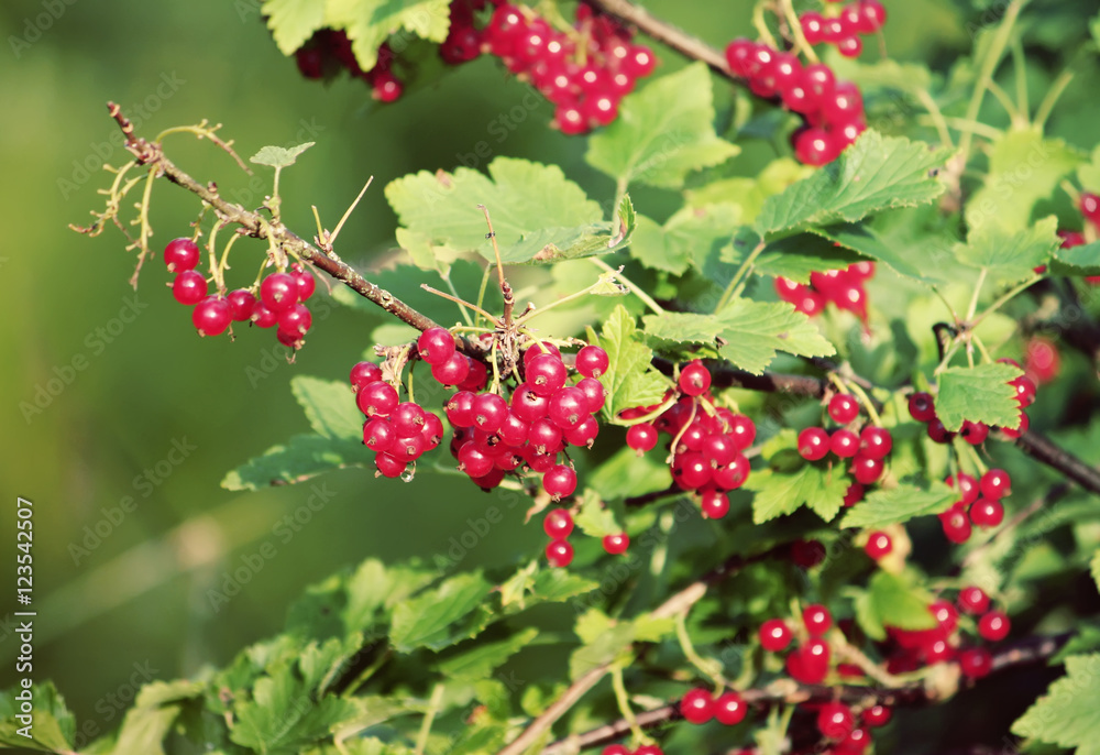 Red currants in the garden
