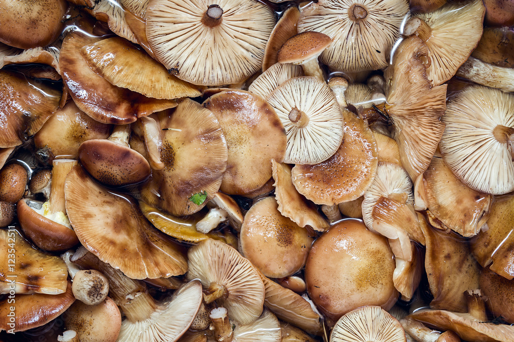 Freshly picked honey fungus soaked in water. Freshly picked honey fungus soaked in water.