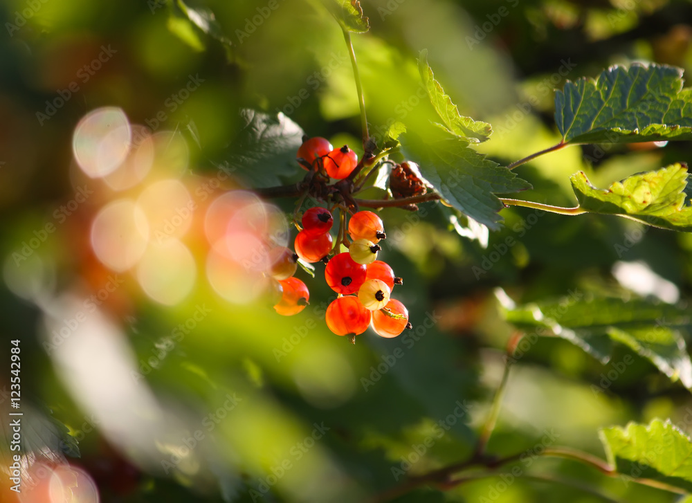 Red currants in the garden