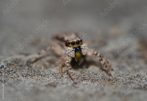 Small spider eating prey