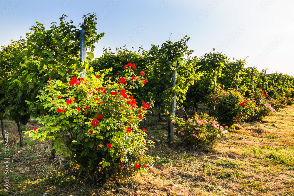 Organic cultivation of grapes.
