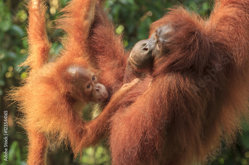 Orangutan monther and baby