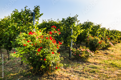 Organic cultivation of grapes. 