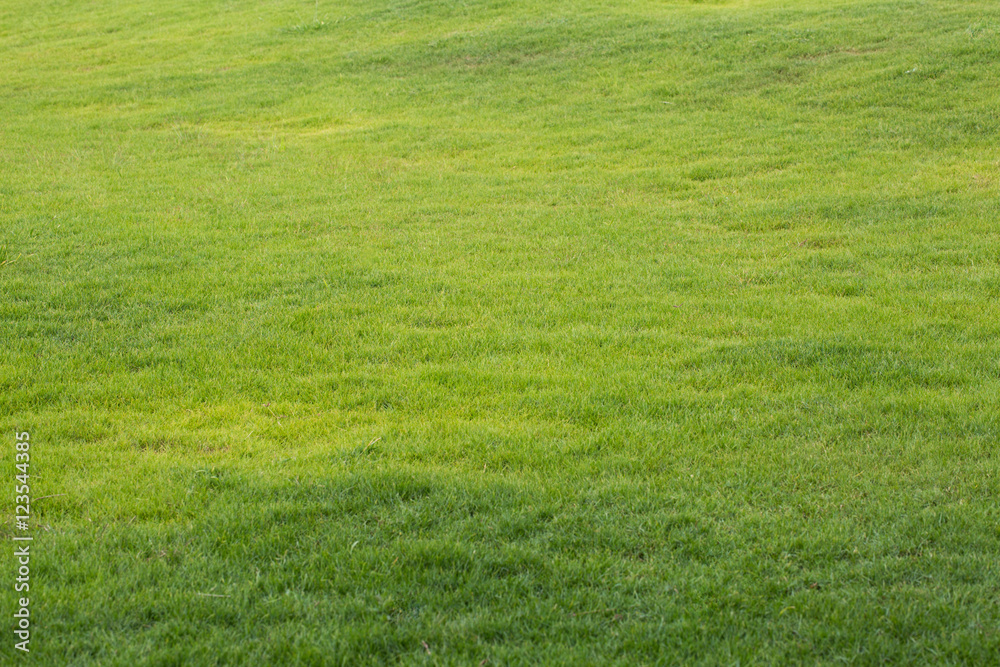 Obraz premium Beautiful green grass
