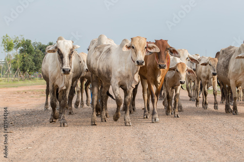 Herd evening walk