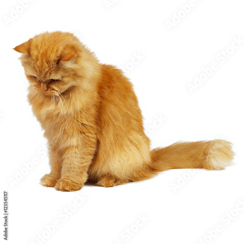 ginger cat looking down