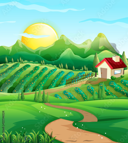 Scene with vegetables in the farmyard