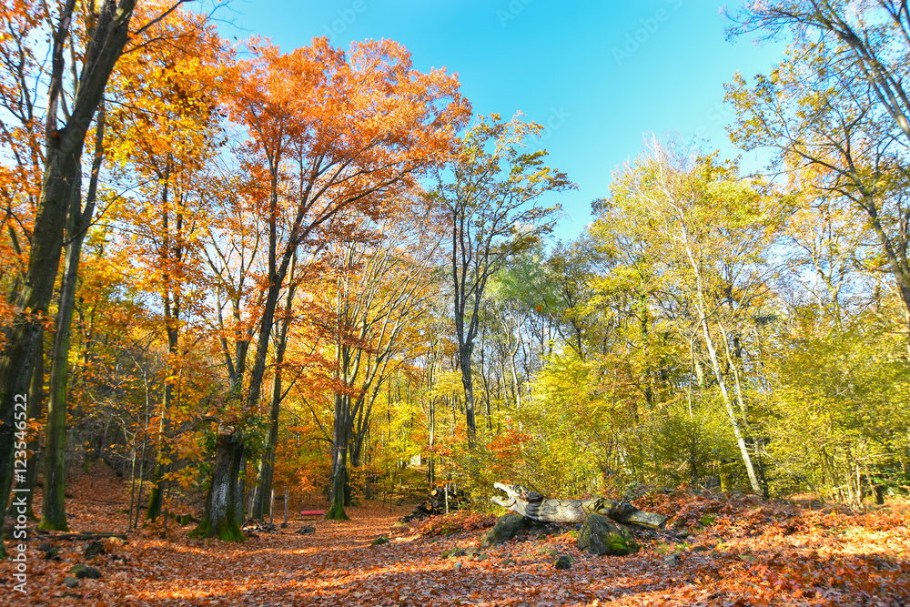 Obraz premium Il bosco si colora d'autunno