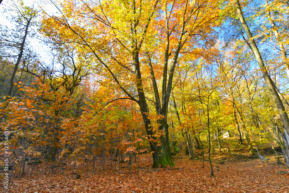 Naklejka premium Panorama autunnale nel bosco