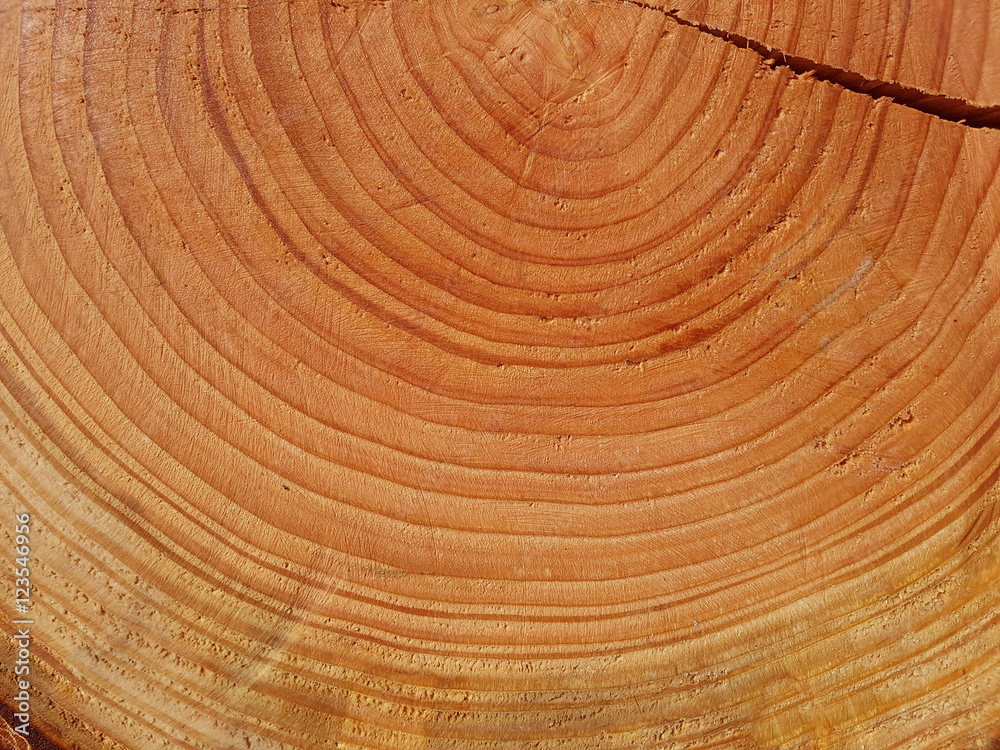 Naklejka premium Jahresringe; Baumscheibe; Fichte