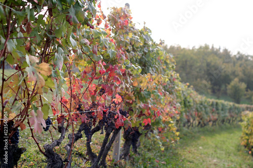 Barolo vineyards in Langhe, Piedmont, Italy, in autumn