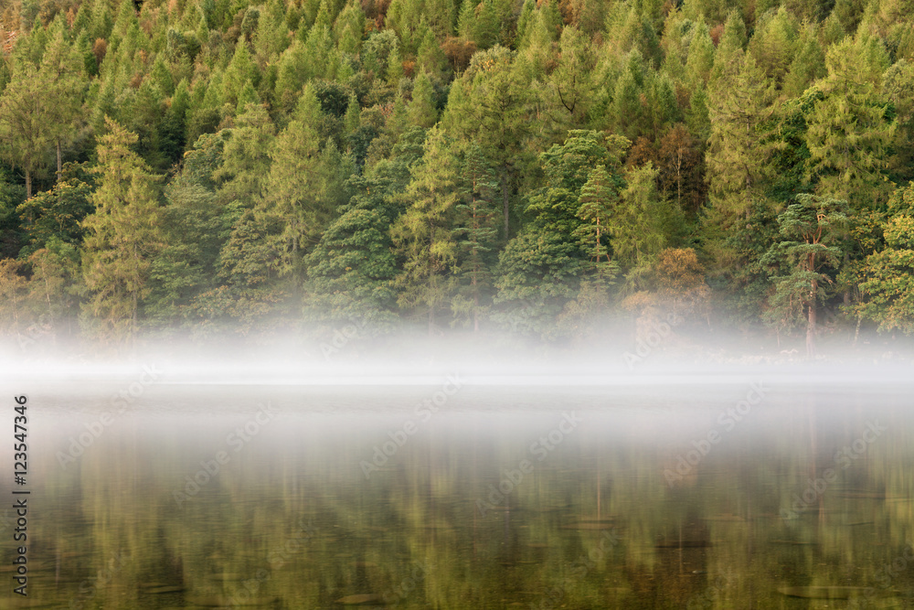 Forest Tree's reflecting in calm lake with a layer of mist on an Autumn morning at Buttermere in the Lake District.