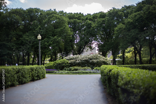 Bushes and trees in Grant Park during Summer
