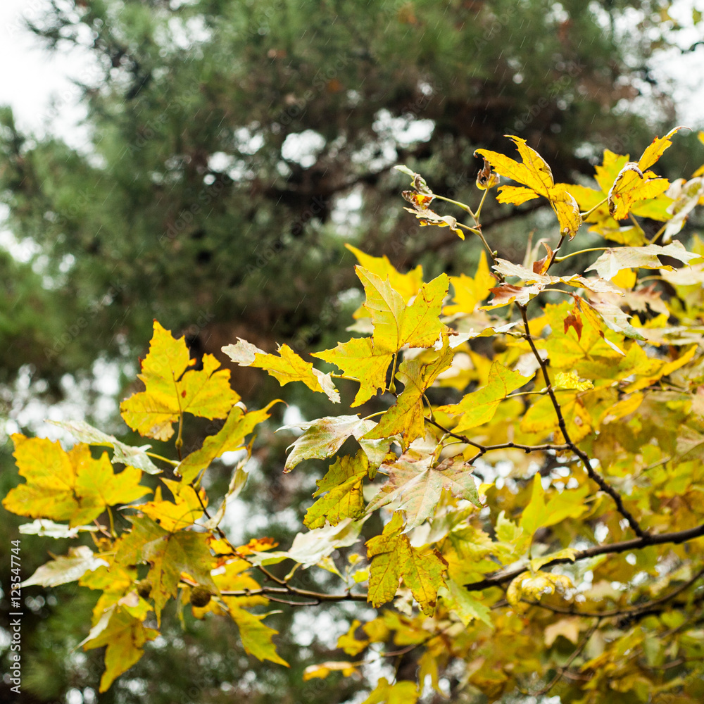 Autumn leaves