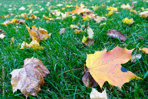 The leaves on the grass