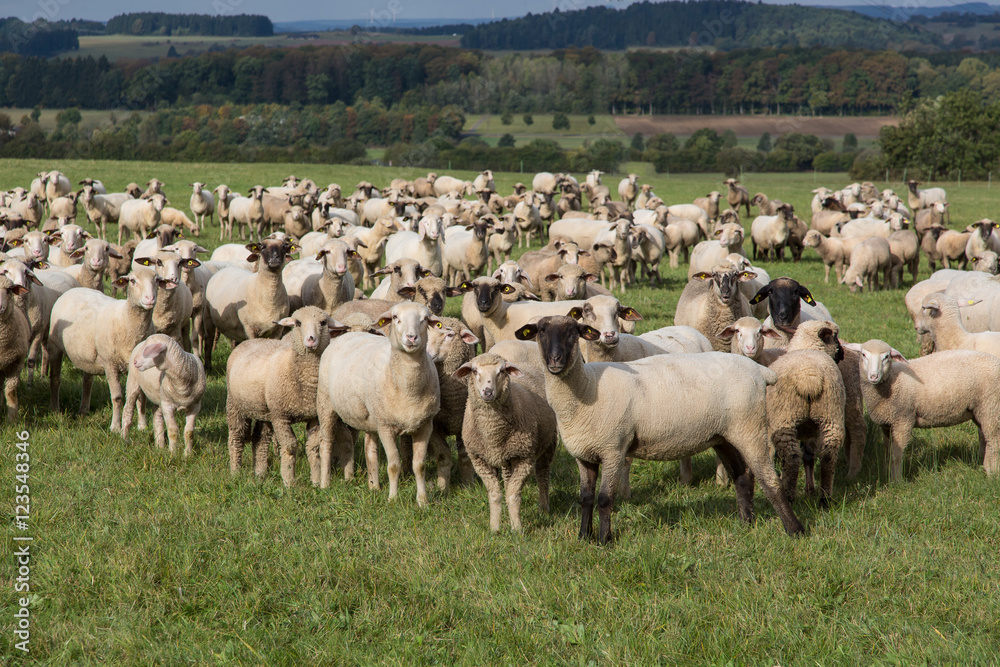 Obraz premium Schafe