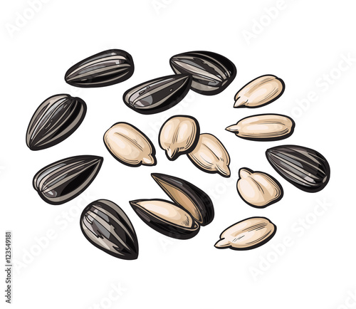 Whole and peeled sunflower seeds, vector illustration isolated on white background. Drawing of sunflowers seeds on white background, delicious healthy vegan snack