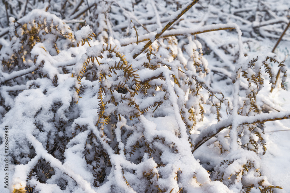 Snowy bush of fern. First snow. Snow on the dry leaves.