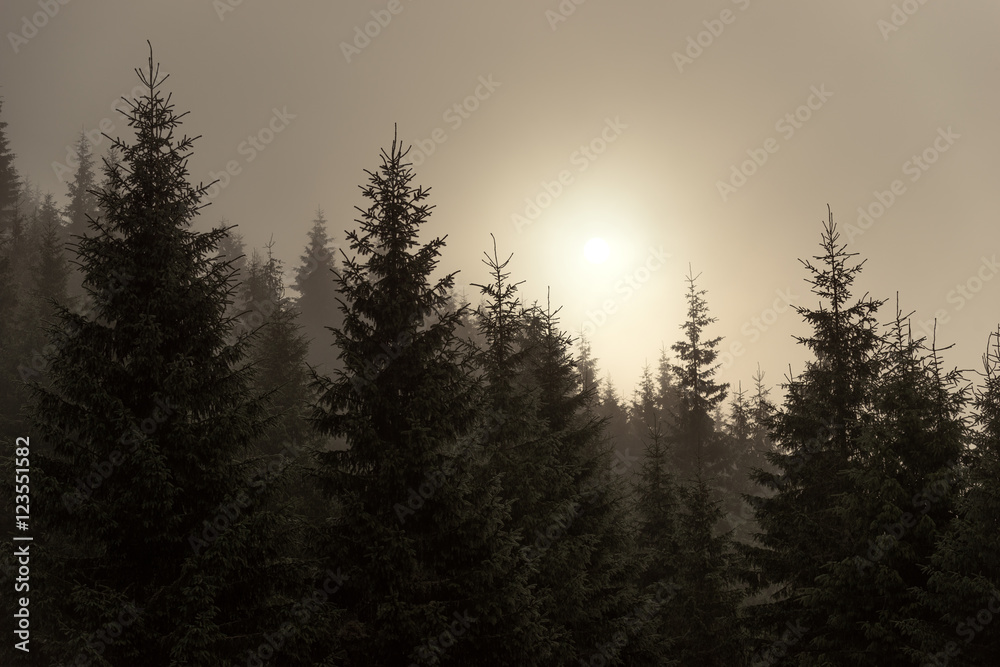 Spruce in the mist