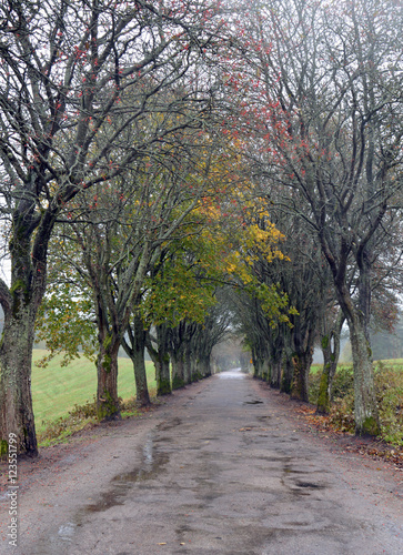 Autumn: coloured leaves, alder berries, road Ztkiejmy to Goldap