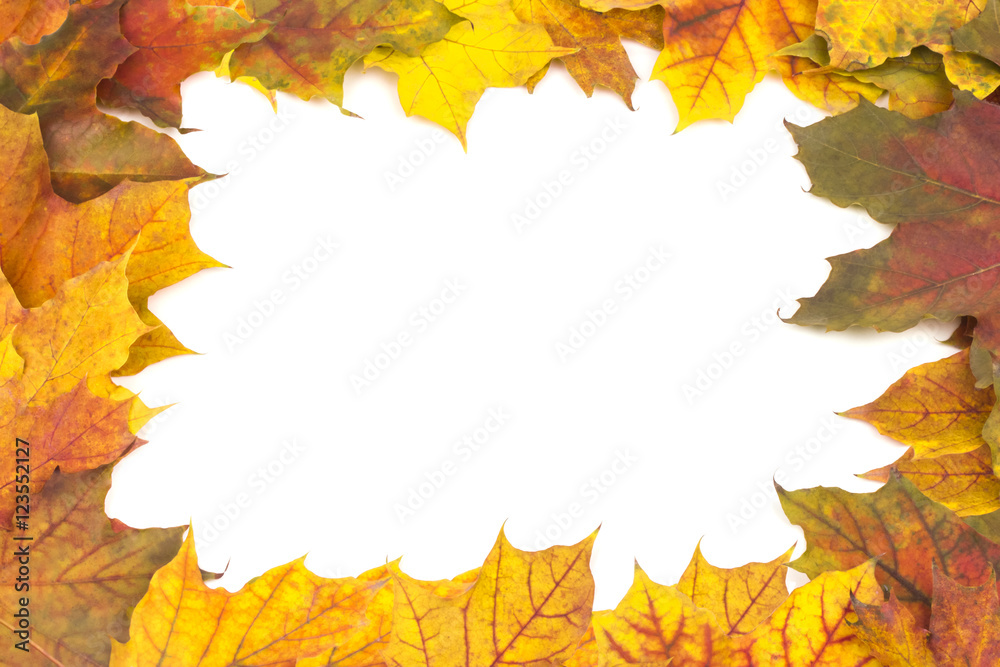 beautiful frame of bright yellow autumn maple leaves beautiful frame of bright yellow autumn maple leaves