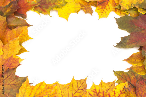 beautiful frame of bright yellow autumn maple leaves