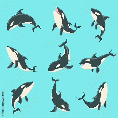 Arctic Orca Whale Different Body Positions Set Of Illustrations.