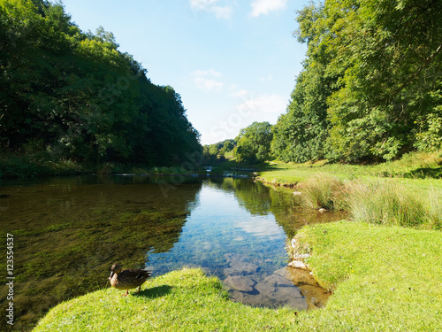 Mallard duck on the banks of a river photo