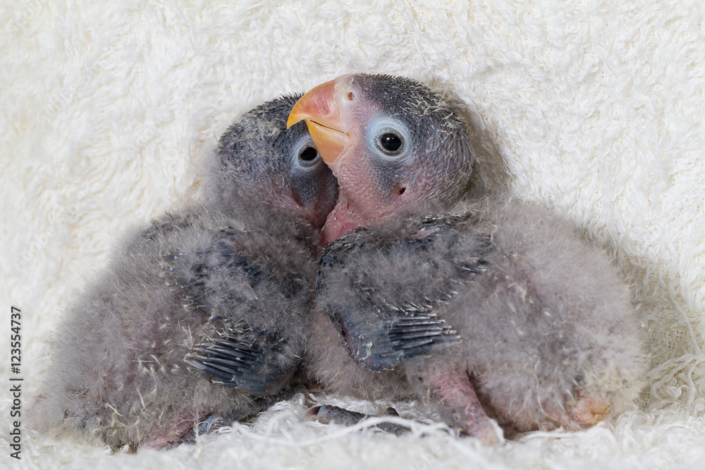 Fototapeta premium Two baby lovebirds on white cloth background