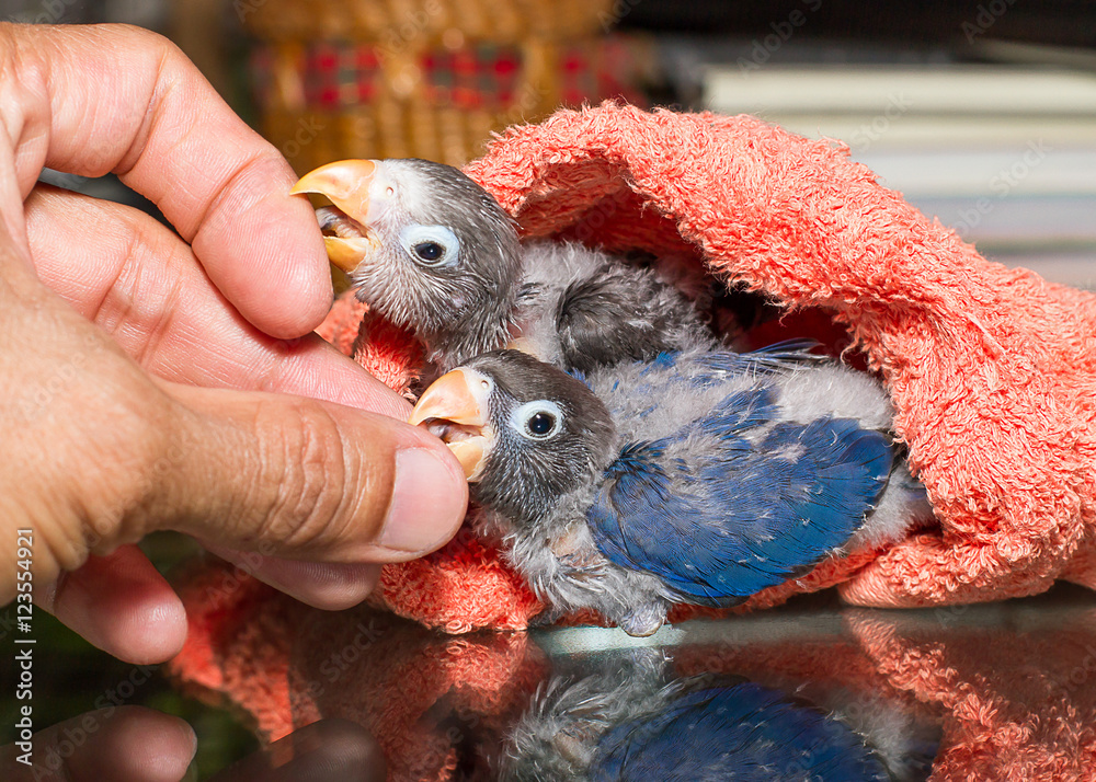Baby lovebirds playing with the guy's hand  on table in house