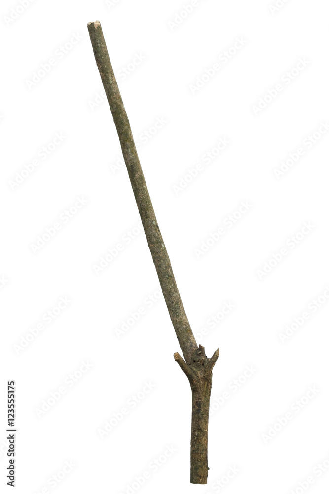 dry dead branch isolated on white background dry dead branch isolated on white background