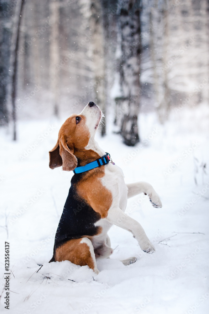 Dog breed Beagle walking in winter forest Dog breed Beagle walking in winter forest