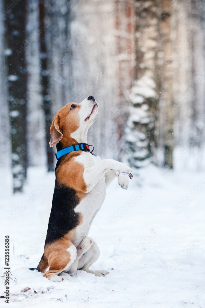 Dog breed Beagle walking in winter forest
