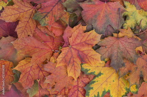 many scattered colorful multi-colored autumn maple leaves close