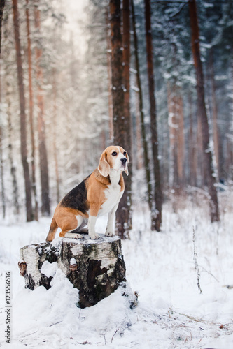 Fototapeta Naklejka Na Ścianę i Meble -  Dog breed Beagle walking in winter forest