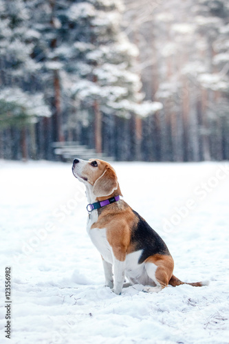 Dog breed Beagle walking in winter forest