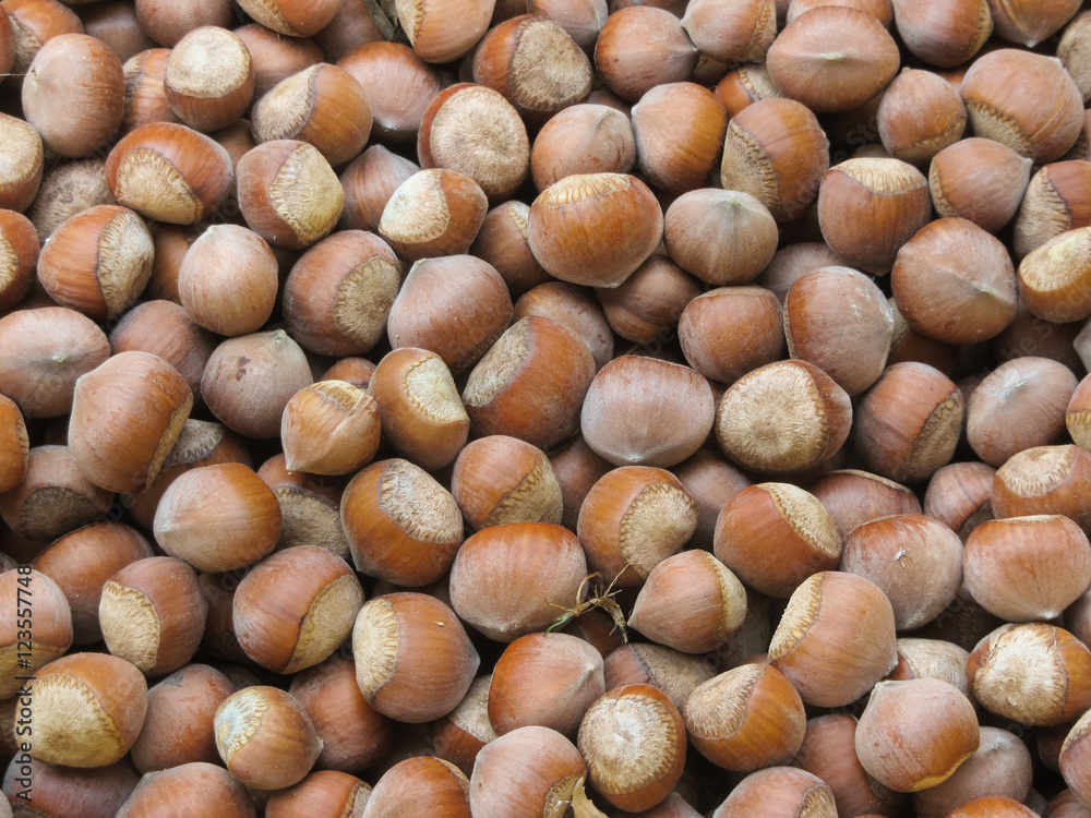 natural ripe nazelnuts as background natural ripe nazelnuts as background